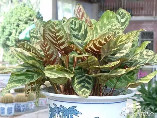 家庭花卉盆栽文竹的养护方法，绿萝文竹……100种家庭花卉养护大全，解决你所有的养花问题