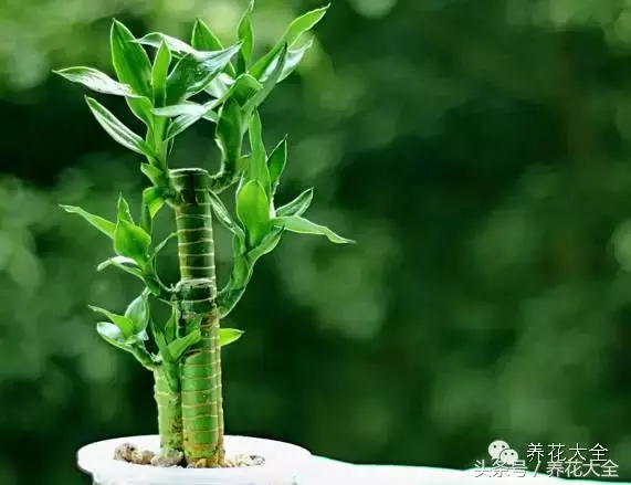 家庭花卉盆栽文竹的养护方法，绿萝文竹……100种家庭花卉养护大全，解决你所有的养花问题