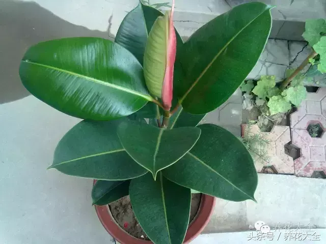 家庭花卉盆栽文竹的养护方法，绿萝文竹……100种家庭花卉养护大全，解决你所有的养花问题