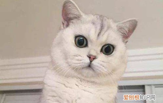 小猫刚接回家怎么处理 科学预防应激