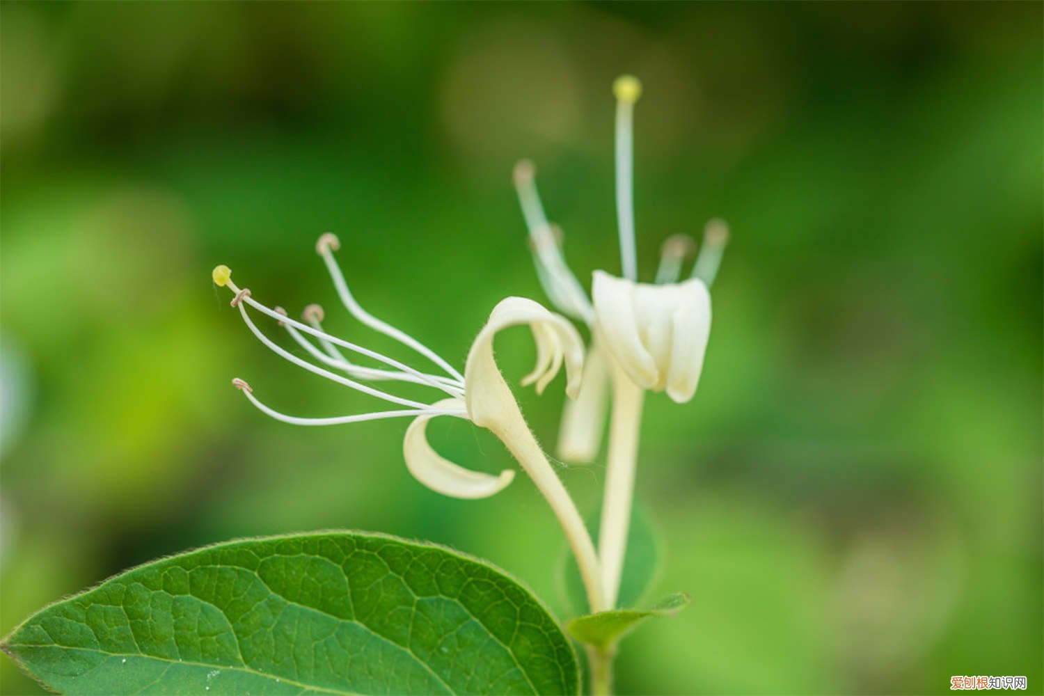 金银花的种植方法 金银花怎么种植，金银花图片