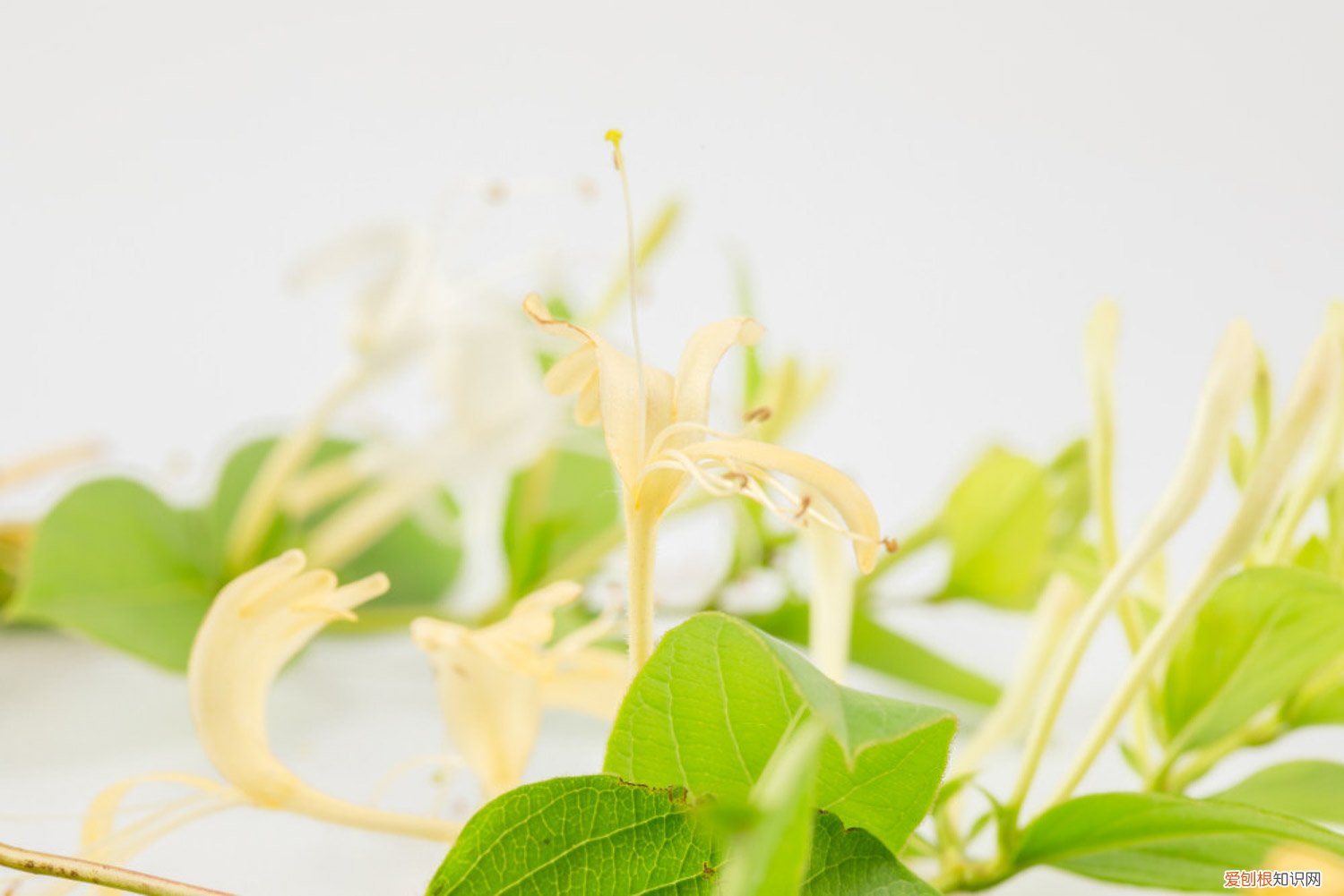 金银花的种植方法 金银花怎么种植，金银花图片