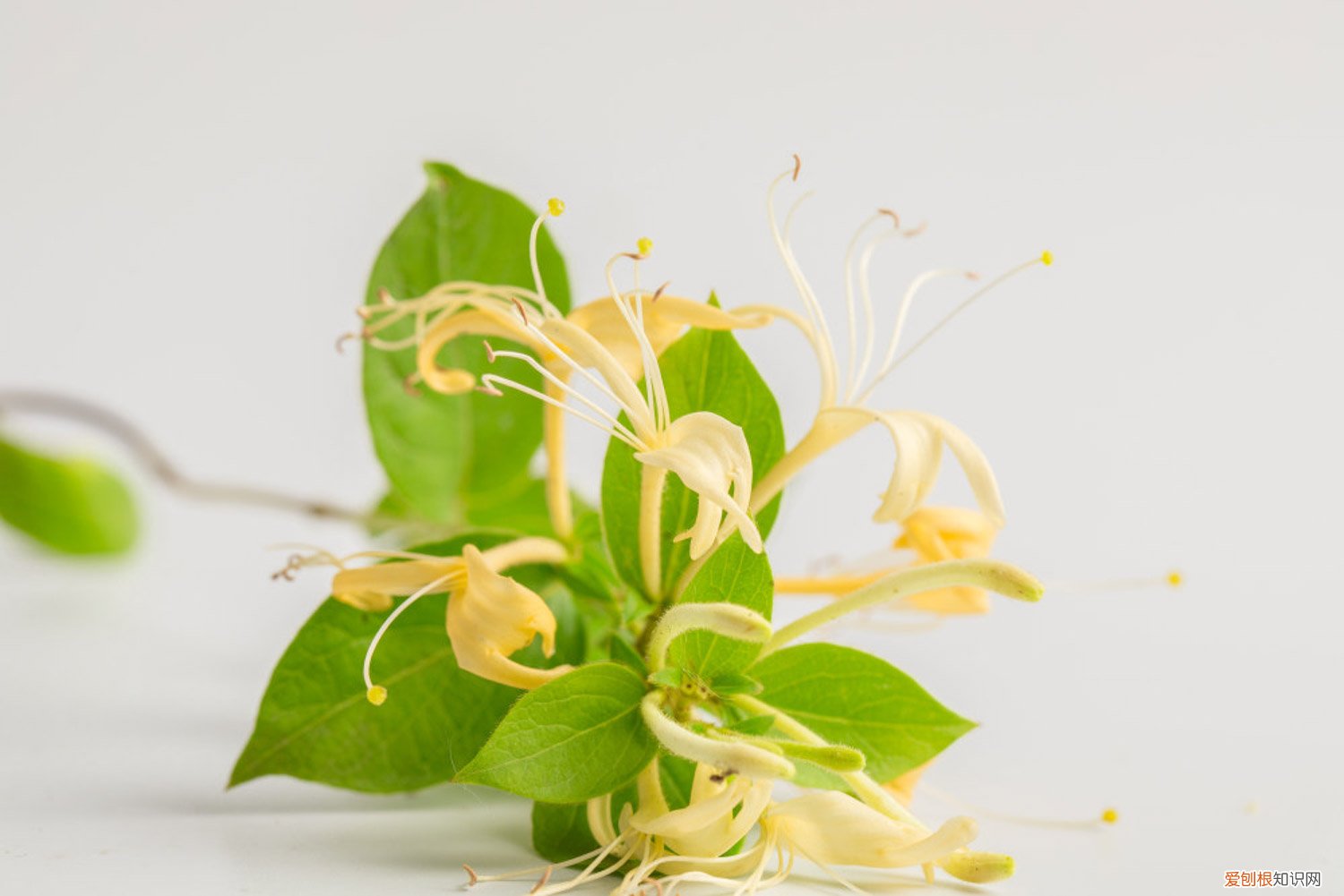 金银花的种植方法 金银花怎么种植，金银花图片