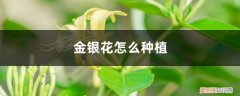 金银花的种植方法 金银花怎么种植，金银花图片
