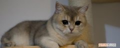 英国短毛猫的喂养要点,养英国短毛猫的注意事项,英国短毛猫养猫注意事项