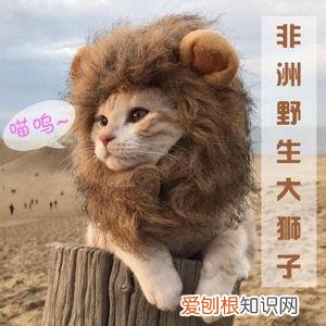 宠物十问十答