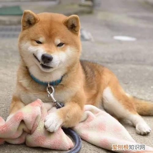 宠物十问十答