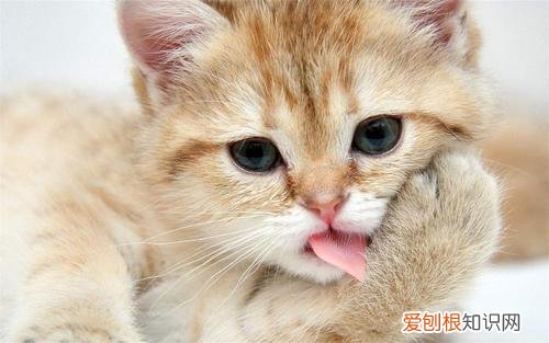 宠物十问十答