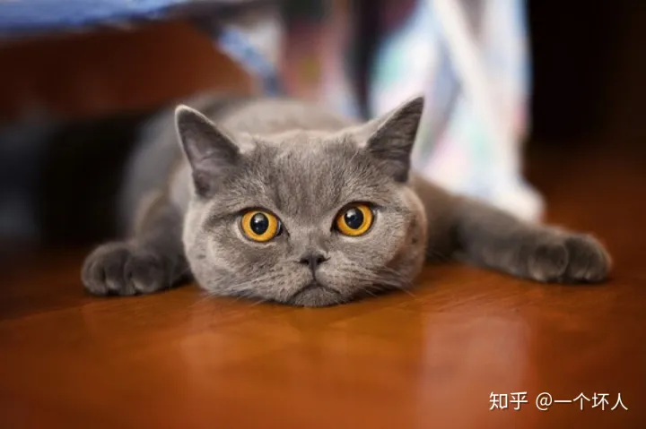 新手养猫的注意事项,养猫须知,非常重要，新手养猫都会遇到的5大问题，学会终身受用