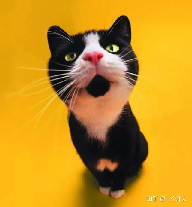 新手养猫的注意事项,养猫须知,非常重要，新手养猫都会遇到的5大问题，学会终身受用