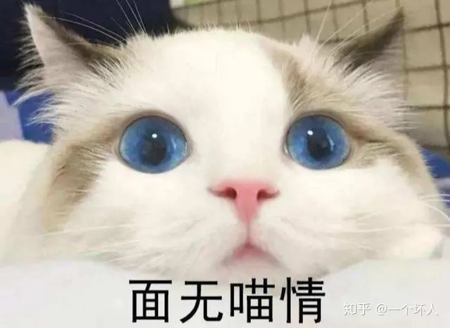 新手养猫的注意事项,养猫须知,非常重要，新手养猫都会遇到的5大问题，学会终身受用
