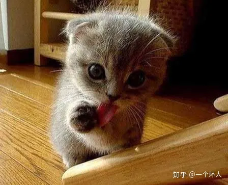 新手养猫的注意事项,养猫须知,非常重要，新手养猫都会遇到的5大问题，学会终身受用