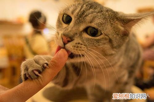 新手养猫的注意事项,养猫须知,非常重要，新手养猫都会遇到的5大问题，学会终身受用