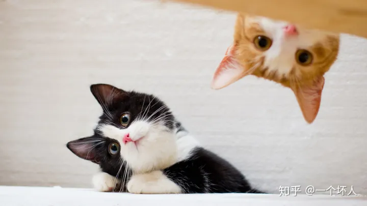 新手养猫的注意事项,养猫须知,非常重要，新手养猫都会遇到的5大问题，学会终身受用