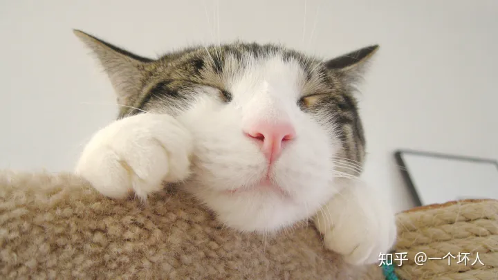新手养猫的注意事项,养猫须知,非常重要，新手养猫都会遇到的5大问题，学会终身受用