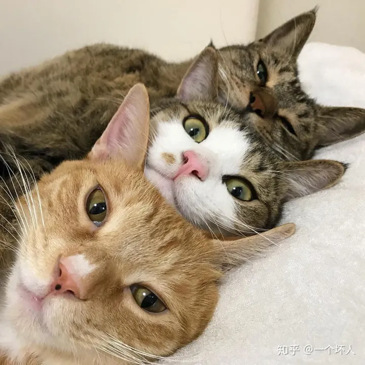 新手养猫的注意事项,养猫须知,非常重要，新手养猫都会遇到的5大问题，学会终身受用