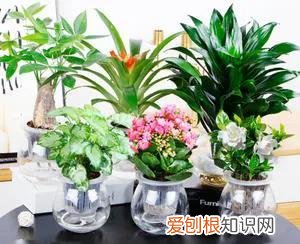 养花的十二种技巧，教你几招养花技巧，新手不再担心把花养死，太棒啦