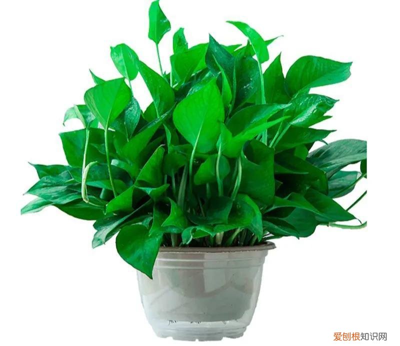 养花的十二种技巧，教你几招养花技巧，新手不再担心把花养死，太棒啦