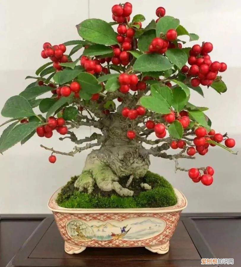 养花的十二种技巧，教你几招养花技巧，新手不再担心把花养死，太棒啦