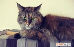 怎么培养和猫咪的感情 要把猫咪当成朋友来对待