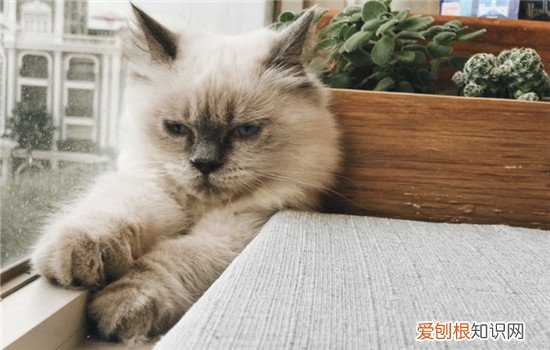 怎么培养和猫咪的感情 要把猫咪当成朋友来对待