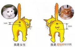 公猫和母猫区分图 教你一眼快速区分雌雄
