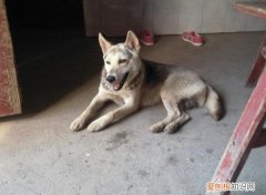 狗狗犬瘟热初期症状有哪些 狗狗犬瘟热初期症状