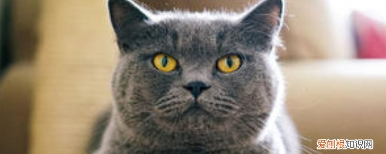 英国短毛猫寿命一般几年,英国短毛猫能活多少年,英国短毛猫寿命多长