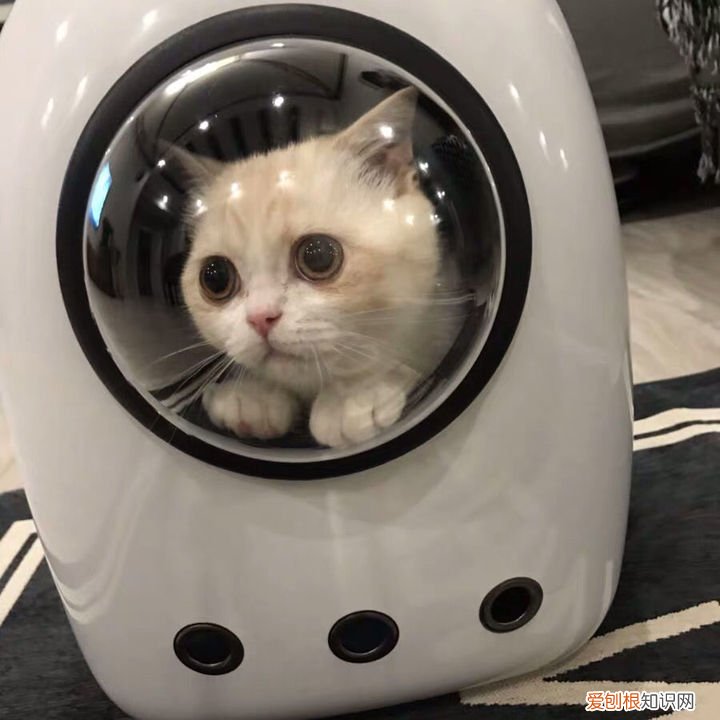 第一次养猫要准备什么?，第一次养猫需要准备什么以及了解哪些知识？
