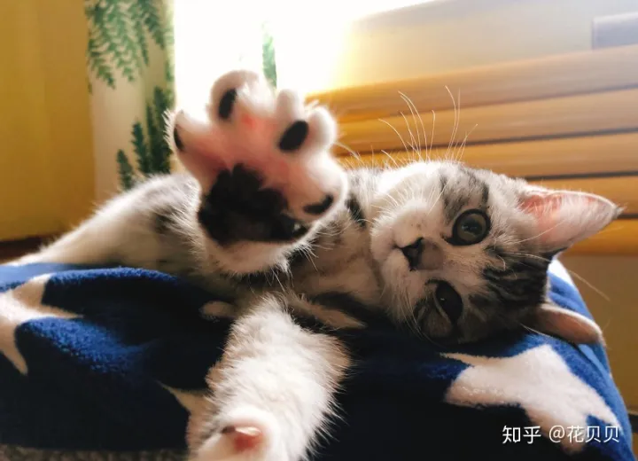第一次养猫要准备什么?，第一次养猫需要准备什么以及了解哪些知识？