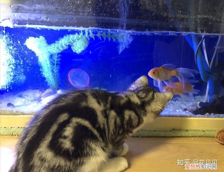第一次养猫要准备什么?，第一次养猫需要准备什么以及了解哪些知识？