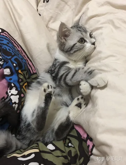 第一次养猫要准备什么?，第一次养猫需要准备什么以及了解哪些知识？