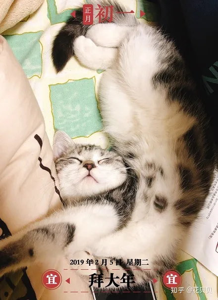 第一次养猫要准备什么?，第一次养猫需要准备什么以及了解哪些知识？