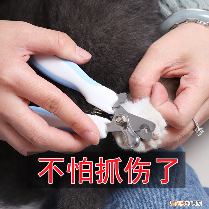 第一次养猫要准备什么?，第一次养猫需要准备什么以及了解哪些知识？