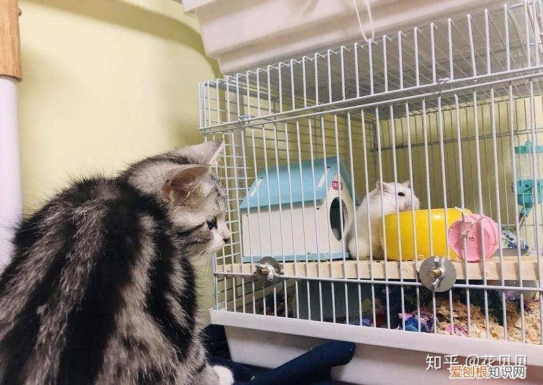 第一次养猫要准备什么?，第一次养猫需要准备什么以及了解哪些知识？