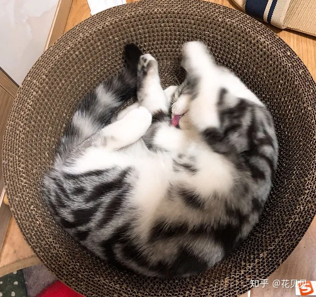第一次养猫要准备什么?，第一次养猫需要准备什么以及了解哪些知识？