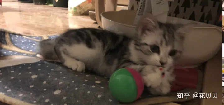第一次养猫要准备什么?，第一次养猫需要准备什么以及了解哪些知识？