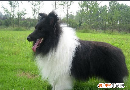 新手如何养小狗，新手养狗基本知识100问