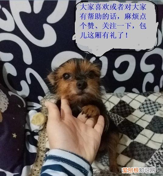新手如何养小狗，新手养狗基本知识100问