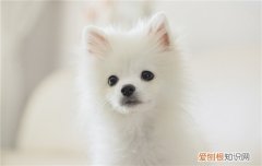 布洛芬缓释胶囊能喂狗吗 狗可不可以用布洛芬缓释片