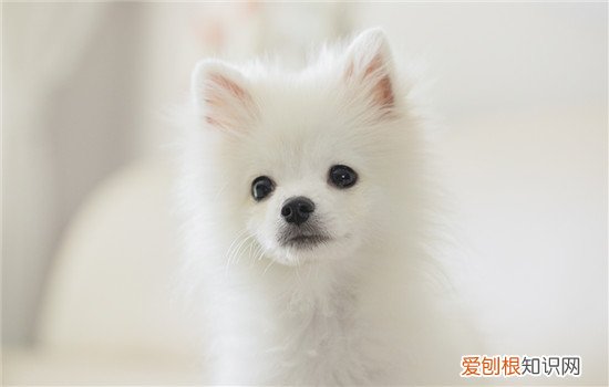 布洛芬缓释胶囊能喂狗吗 狗可不可以用布洛芬缓释片