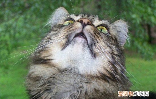 如何缓解猫咪的紧张 怎样能缓解猫咪的情绪