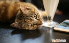 如何缓解猫咪的紧张 怎样能缓解猫咪的情绪