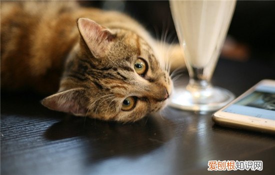 如何缓解猫咪的紧张 怎样能缓解猫咪的情绪