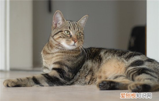 猫咪不信任主人的表现 你家的猫咪有出现过吗