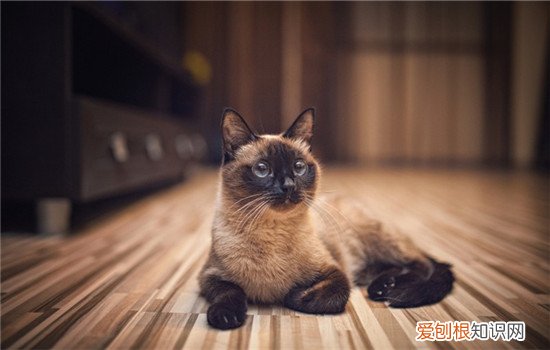 猫咪不信任主人的表现 你家的猫咪有出现过吗