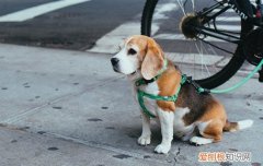 狗洗澡后眼睛变白 狗狗被烫眼球变白了还能好吗