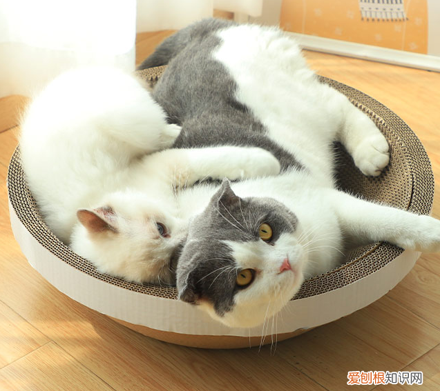 猫抓板是什么材质 猫抓板什么材质耐用,猫抓板什么材质对猫有用,什么材质的猫抓板好