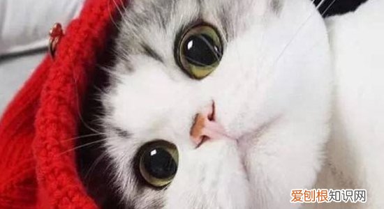 怎么去除猫尿骚味 这几招一定管用