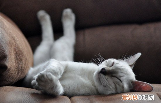 猫为什么爱在地上打滚 猫在地上打滚正常吗
